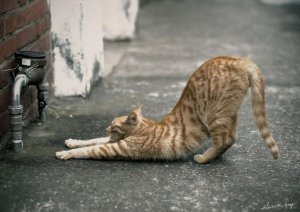 yoga-cat_p